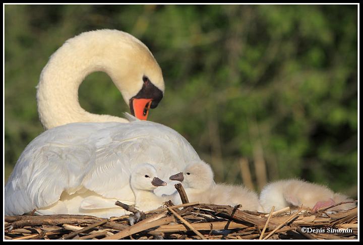 Couvée de cygnes